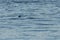 Seal peeking above the water in the puget sound