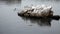 Seal Pelicans Cormorants On And Around Rocks