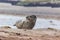 Seal - Phoca vitulina - lying on the beach of the island of Dune in the North Sea Helgoland with a beautiful background