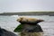 Seal phoca vitulina relaxing on a wet stone