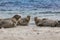 Seal - Phoca vitulina - three seals lying on the beautiful beach of the island of Dune in the North Sea, Helgoland with beautiful