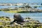Seal playing on sea coast