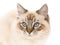 Seal point lynx Ragdoll on white background