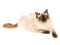 Seal point Ragdoll cat on white background