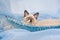 Seal point Ragdoll kitten lying in blue basket