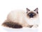 Seal point Ragdoll on white background