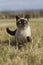 SEAL POINT SIAMESE DOMESTIC CAT, ADULT STANDING ON DRY GRASS