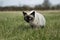 Seal Point Siamese Domestic Cat, Male standing on Grass, Normandy