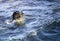 Seal poking its head above the water of the atlantic ocean at geyser and dyer island a few meters off the coastline of the fynbos