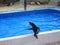 Seal on the pool