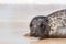 Seal portrait image. Baby gray seal close-up coastal wildlife image