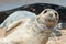 Seal pup close-up