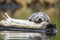 seal pup napping on driftwood pile in tranquil lake