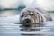 seal pup napping on ice with its flippers and whiskers splayed out