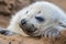 seal pup napping with its flippers and tail in the air