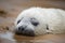 seal pup napping, with its head resting on its flippers