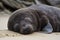 seal pup napping, with its head resting on its flippers