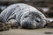 seal pup napping, with its head resting on its flippers