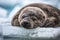 seal pup napping on a pile of ice shards, its flippers snuggly wrapped around its body