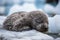 seal pup napping on a pile of ice shards, its flippers snuggly wrapped around its body