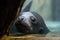 seal pup peeking out from behind flipper, curious and playful