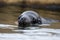 seal pup peeking out from between its mother's flippers