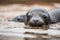 seal pup peeking out from between its mother's flippers