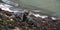 Seal pups on new zealands beach