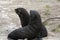 Seal pups playing on beach among the whale bones and discarded cable