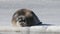 Seal resting on an ice floe.  Close up. Front view. The bearded seal, also called the square flipper seal. Scientific name:
