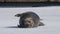 Seal resting, tumbling and rolling over on an ice floe. The bearded seal, also called the square flipper seal. Scientific name: