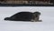 Seal resting, tumbling and rolling over on an ice floe. The bearded seal, also called the square flipper seal. Scientific name: