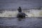 a seal rides a wave