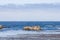 Seal Rock with sea lions at 17 Mile Drive