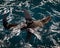 seal rolls in the seas swell at the base of an offshore platform in Bass Strait Australia