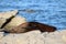 Seal scratching its back on a rock, Kaikoura, NZ