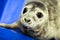 Seal - sea Bumpkin