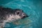 Seal - sea Bumpkin