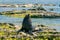 Seal on sea shore over sea coast skyline