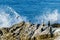 Seal, seagull and cormorant sitting on rock; wimbrel flying. Ocean and wave breaking against rock in background.