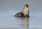 Seal at Seal Bay Kangaroo Island Australia