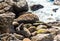 A seal sits on a rock, Tauranga Bay, New Zealand