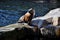 Seal sits on rocks by the pool.