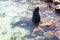 A seal sitting on rocks in shallow water in the harbour of Hout Bay