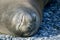 Seal sleeping on the beach, head shot