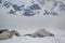 Seal sleeping on iceberg