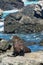 Seal sleeping on the rock at Kaikoura, New Zealand