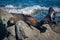 Seal sleeping on the rock at Kaikoura, New Zealand