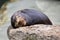Seal sleeping on the stone