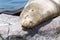 Seal, slumbering in the midday sun